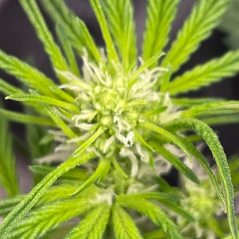 White Widow #4 growlog timeline photo