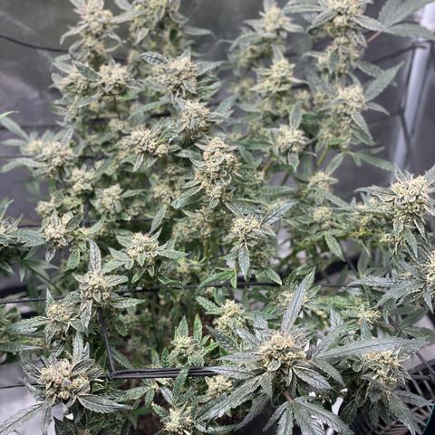 Bruce Banner #1 growlog timeline photo