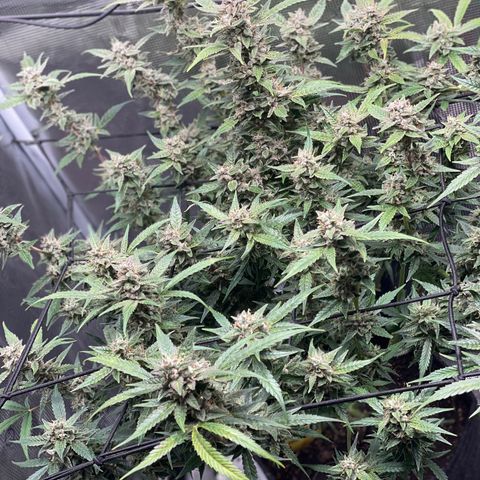 Moonshine Cookies growlog timeline photo