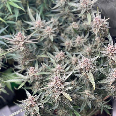 Cinderella #1 growlog timeline photo