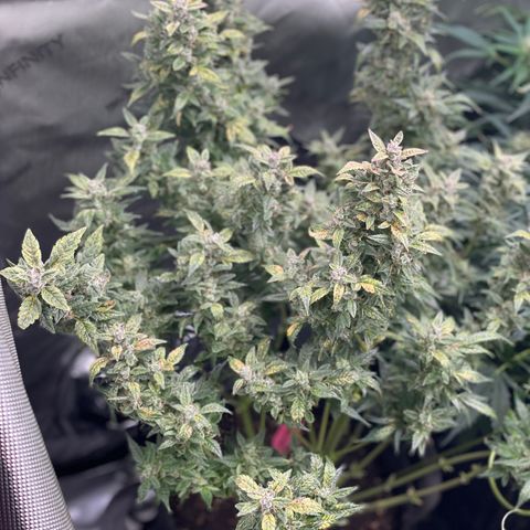 Do-Si-Dos #1 growlog timeline photo