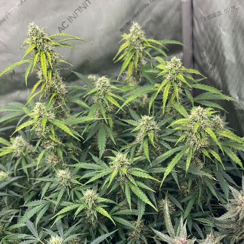 Milky Way - Variegated growlog timeline photo