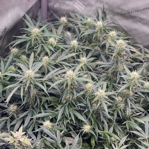 Blue Knight #1 growlog timeline photo