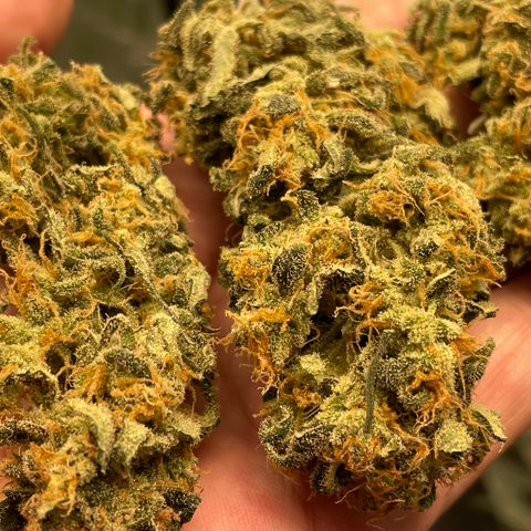 Sexxpot #1 growlog timeline photo