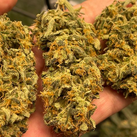 Sexxpot #1 growlog timeline photo