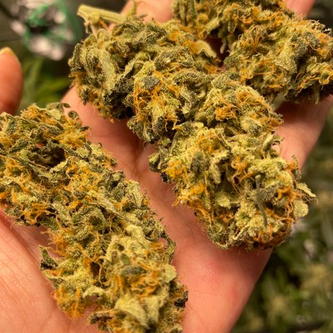 Sexxpot #1 growlog timeline photo
