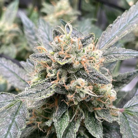 Bruce Banner #1 growlog timeline photo