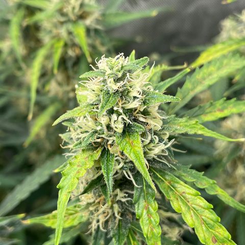 Milky Way - Variegated growlog timeline photo