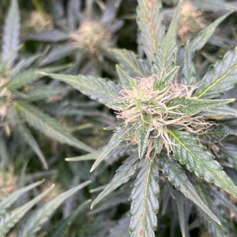 Blue Knight #1 growlog timeline photo