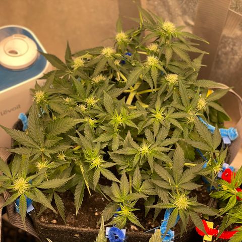 Cinderella #2 growlog timeline photo