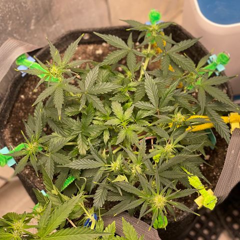 Bruce Banner #2 growlog timeline photo