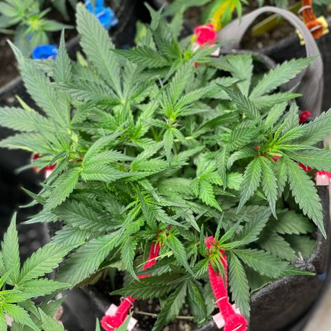 Sexxpot #2 growlog timeline photo