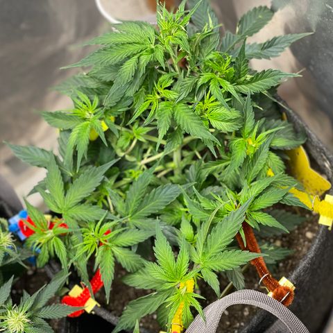 Gelato #1 growlog timeline photo