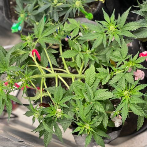 White Widow #4 growlog timeline photo