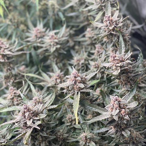 Cinderella #1 growlog timeline photo