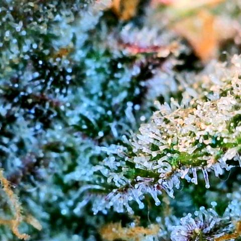 Cinderella #1 growlog timeline photo