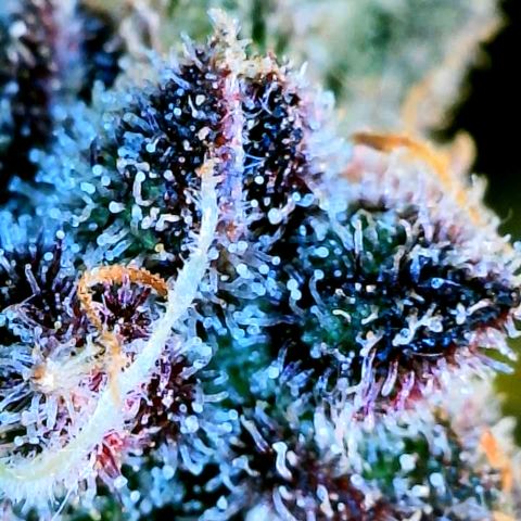 Cinderella #1 growlog timeline photo