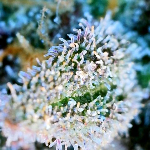 Cinderella #1 growlog timeline photo