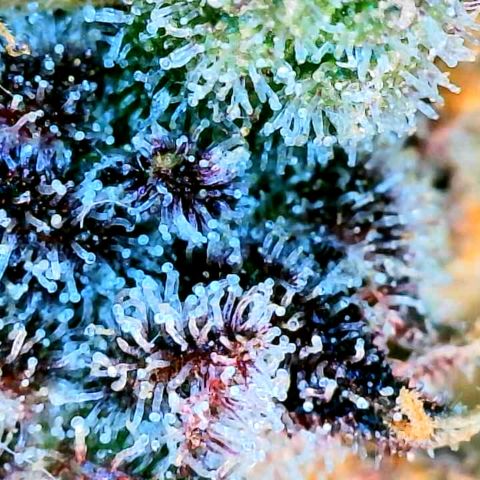 Cinderella #1 growlog timeline photo
