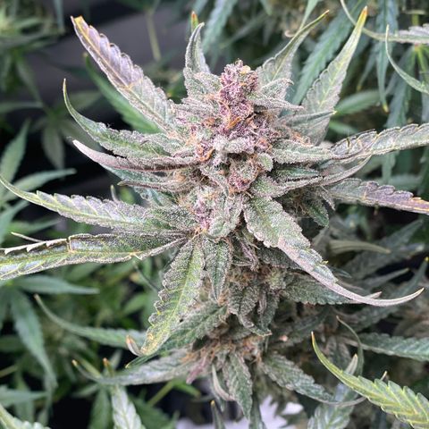 Cinderella #1 growlog timeline photo