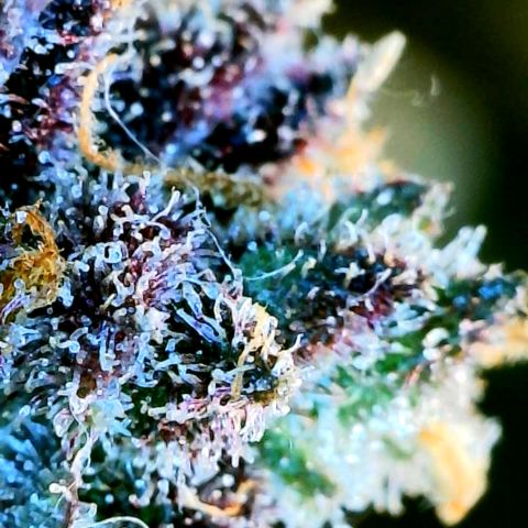 Cinderella #1 growlog timeline photo
