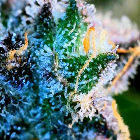 Cinderella #1 growlog timeline photo