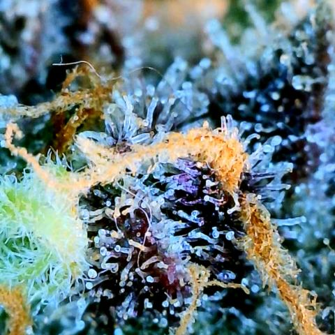 Cinderella #1 growlog timeline photo