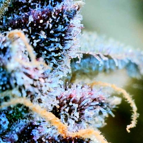 Cinderella #1 growlog timeline photo