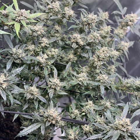 Bruce Banner #1 growlog timeline photo