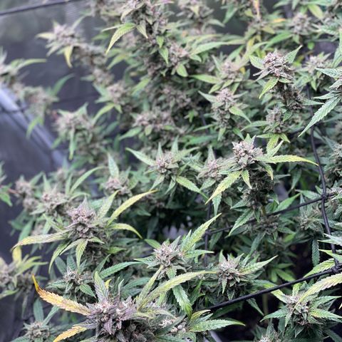 Moonshine Cookies growlog timeline photo