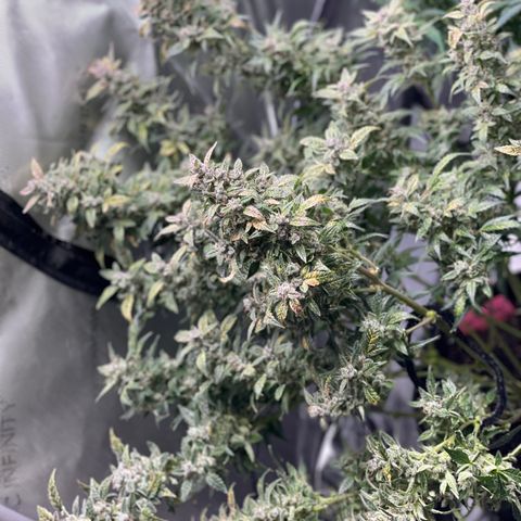 Do-Si-Dos #1 growlog timeline photo