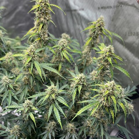 Milky Way - Variegated growlog timeline photo