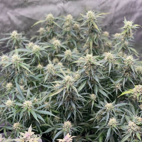 Blue Knight #1 growlog timeline photo