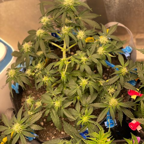 Cinderella #2 growlog timeline photo
