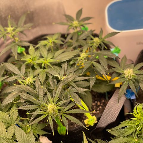 Bruce Banner #2 growlog timeline photo