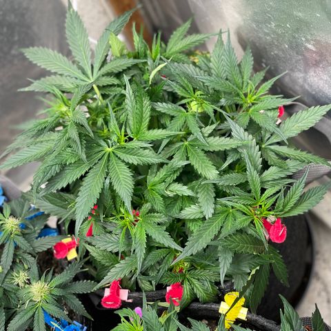 Sexxpot #2 growlog timeline photo