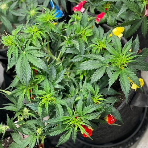 Gelato #1 growlog timeline photo