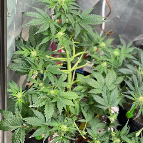 White Widow #4 growlog timeline photo