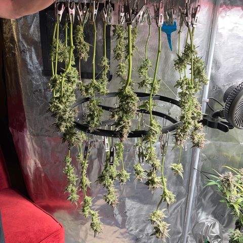 Cinderella #1 growlog timeline photo