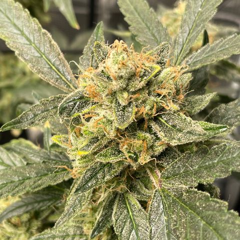 Bruce Banner #1 growlog timeline photo