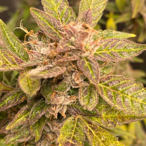 Moonshine Cookies growlog timeline photo