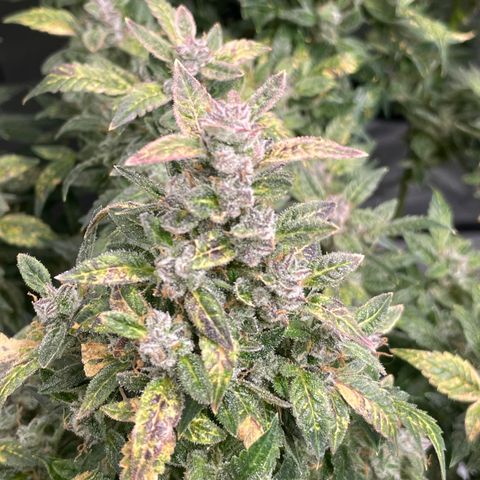 Do-Si-Dos #1 growlog timeline photo
