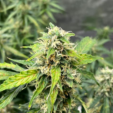 Milky Way - Variegated growlog timeline photo