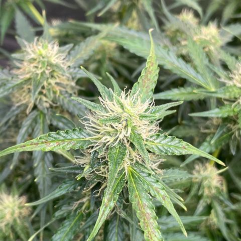 Blue Knight #1 growlog timeline photo