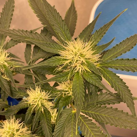 Cinderella #2 growlog timeline photo
