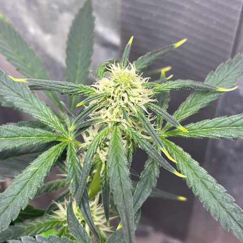 Bruce Banner #2 growlog timeline photo