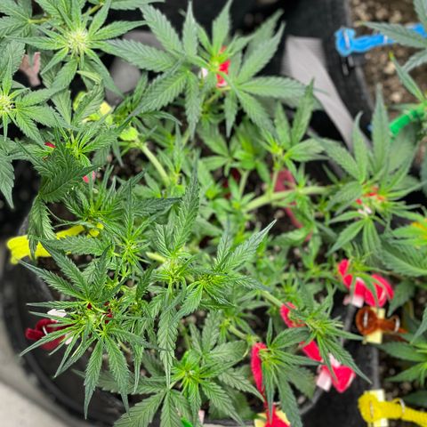 Sexxpot #2 growlog timeline photo