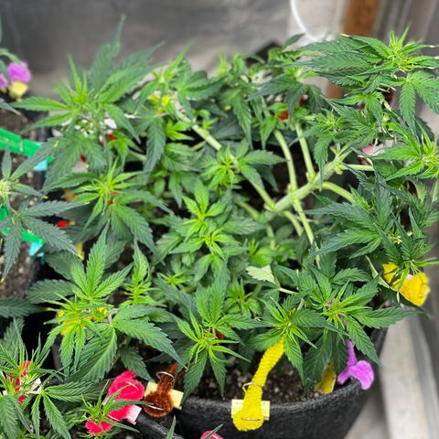 Gelato #1 growlog timeline photo