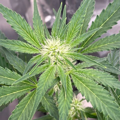 White Widow #4 growlog timeline photo