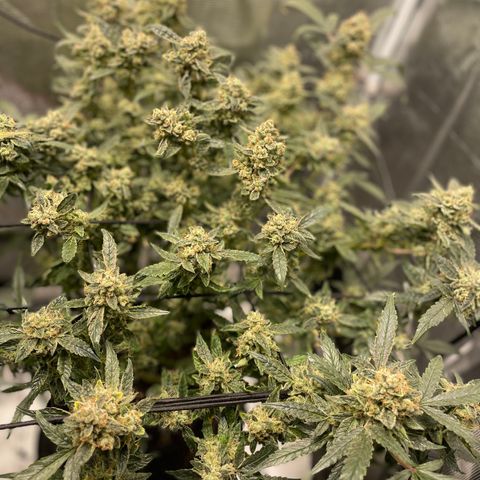 Bruce Banner #1 growlog timeline photo